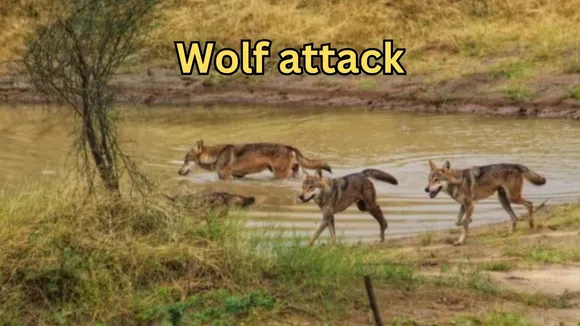 Wolf attack Uttar Pradesh