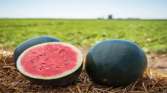 10 Most Expensive Fruits | Worlds 10 most expensive fruits name and price | Worlds 10 most expensive fruits | Fruits