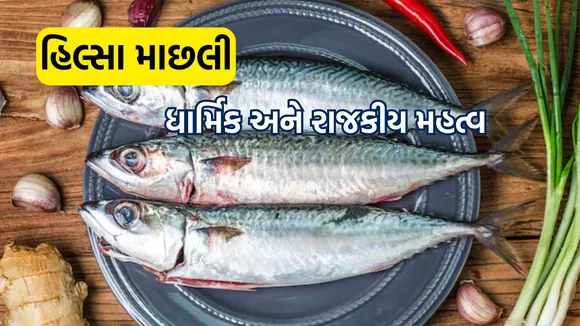 hilsa fish | હિલ્સા માછલી | hilsa fish price | durga puja 2024 | hilsa fish recipe | india Bangladesh diplomacy | india bangladesh diplomatic relations | hilsa fish significance In west bengal | health benefits of hilsa fish | hilsa fish india Bangladesh diplomacy