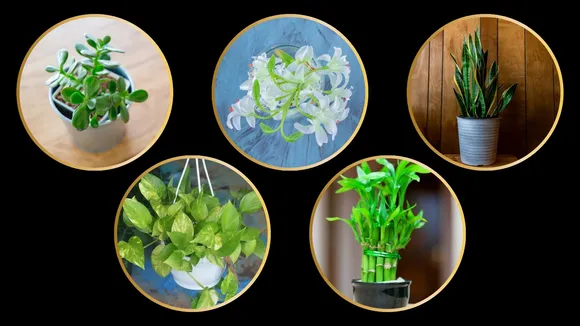 Bamboo plant, money plant, snake plant,, Best Plants For Gift,