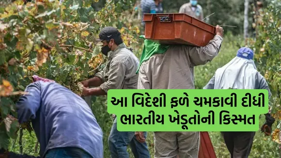 Dragon fruit cultivation, Dragon fruit profits, Dragon fruit profits Demands,