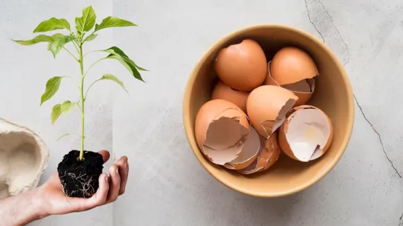 eggshells | Egg Shell Fertiliser For Plants | Egg Shell benefits | Egg Shell Fertiliser benefits | How to make Egg Shell Fertiliser benefits | how to use Egg Shell Fertiliser for plants | how to grind eggshells for plants | eggshells for plant fertilizer