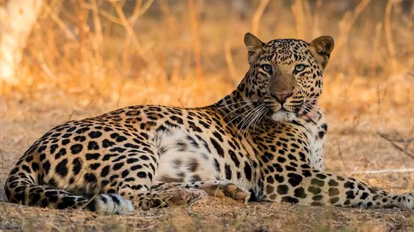 Jhalana Safari Park | Jaipur