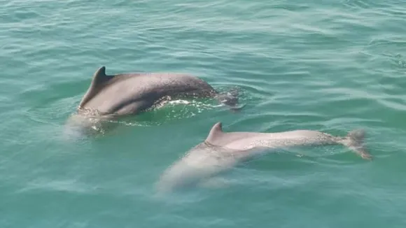 dolphins in Gujarat, 680 dolphins, Gujarat coast,