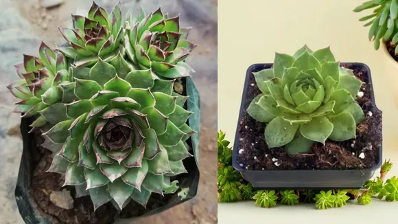 lakshmi kamal plant care tips | lakshmi kamal plant