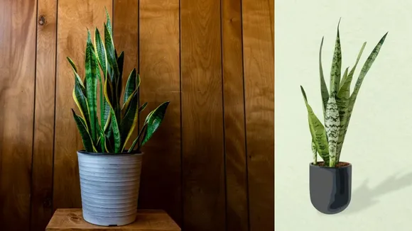 (તસવીર: Freepik)