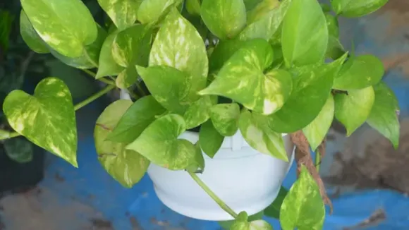 (તસવીર: Freepik)