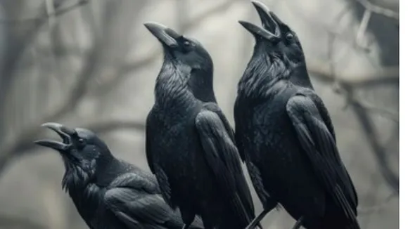 Crows