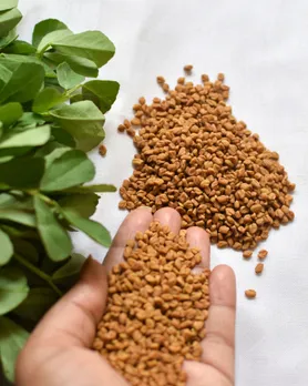 Fenugreek seeds