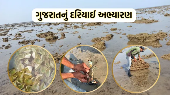 Marine National Park, Gujarat Marine Sanctuary, Jamnagar Marine Sanctuary,