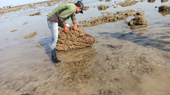 (તસવીર: IE Gujarati)
