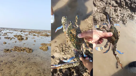 (તસવીર: IE Gujarati)
