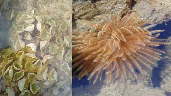 (તસવીર: jamnagar.nic.in)