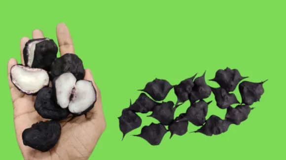 (તસવીર: Canva)