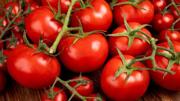 Vegetables  |  Tomatoes