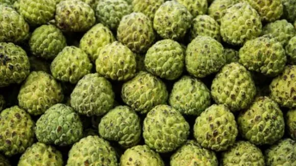 (તસવીર: Jansatta)