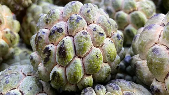 (તસવીર: Jansatta)