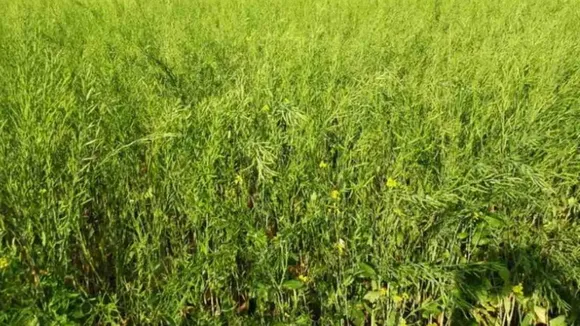 (તસવીર: Freepik)