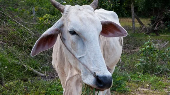 cow stolen in Bharuch
