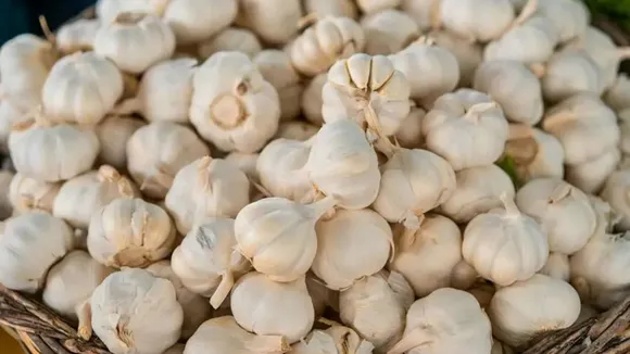 garlic