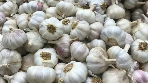 garlic