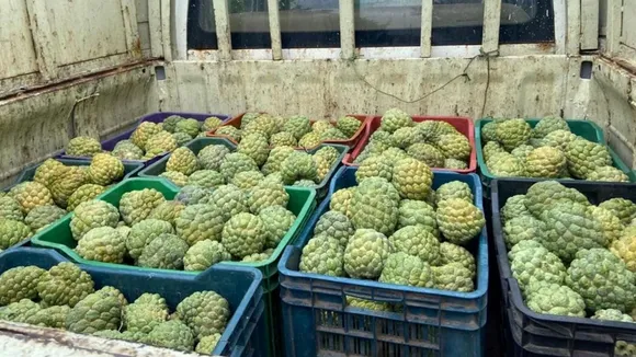 (તસવીર: Indian Express)