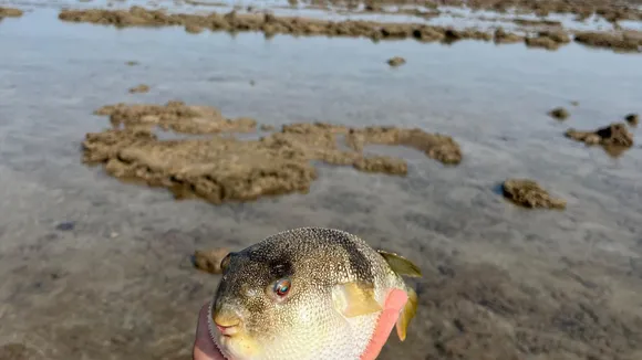 Marine National Park Puffer Fish | મરિન નેશનલ પાર્ક ઢોંગી માછળી