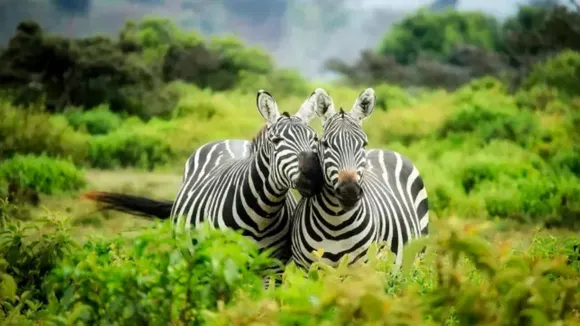 The saddest animal in the world, the saddest animal on earth,