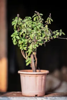 tulsi