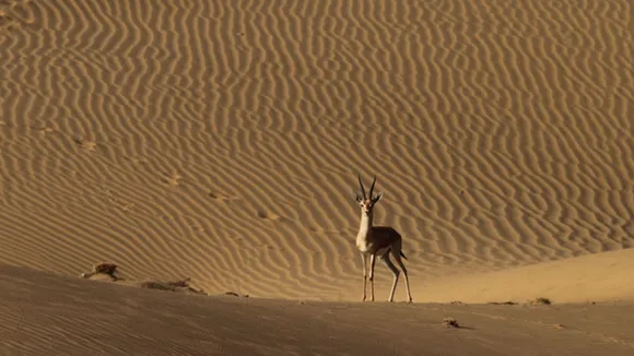 Jaisalmer | Jaisalmer fort | Jaisalmer golden city | Jaisalmer Travel Guide | famous tourist places In Jaisalmer | Best tourist places In rajasthan | rajasthan | rajasthan tourism | NATHMAL JI KI HAVELI | GADISAR LAKE | Jaisalmer DESERT NATIONAL PARK | જેસલમેર પ્રવાસ