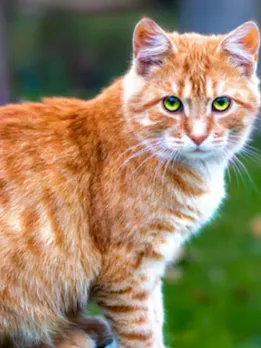 Cats crying superstition, Cat crying meaning, Why do cats cry,