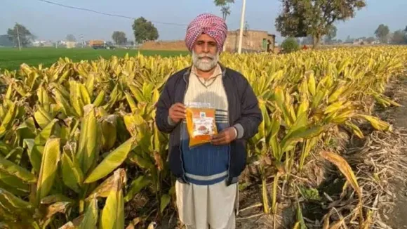 punjab farmer haldi, Turmeric cultivation, Turmeric farmer,