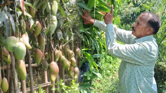 Success story, Organic farming success story, mango cultivation dry area,