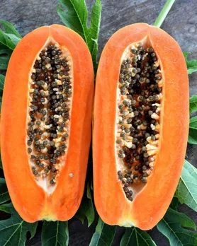 Papaya