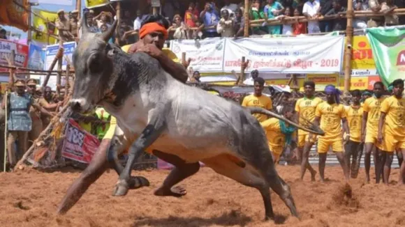 Jallikattu, Manjuvirattu, Tamil Nadu, accidents