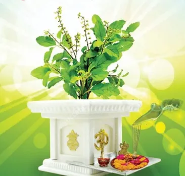 Tulsi Pujan