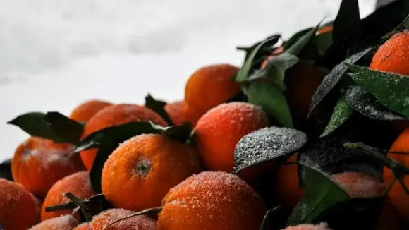 fruits eaten in winter