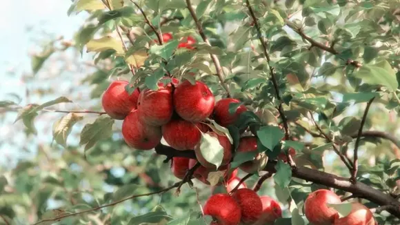 fruits eaten in winter