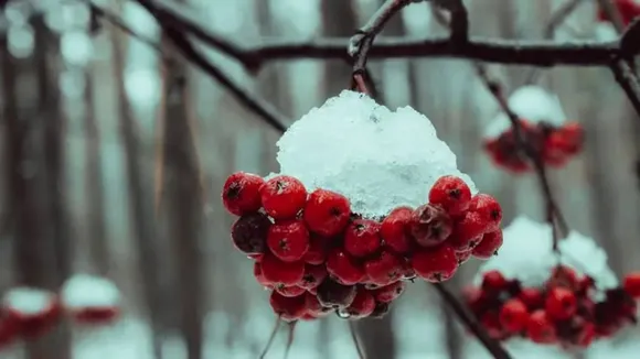 fruits eaten in winter