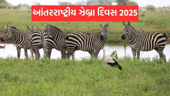 international zebra day, international zebra day 2025