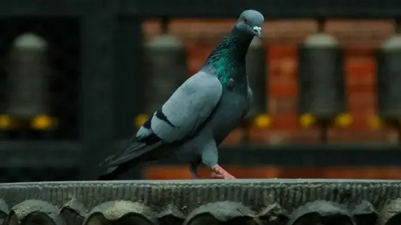 pigeons dangerous for health