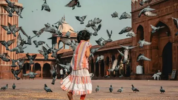 pigeons dangerous for health