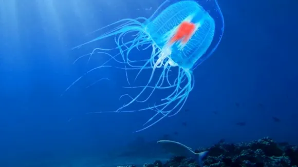 Immortal Jellyfish 