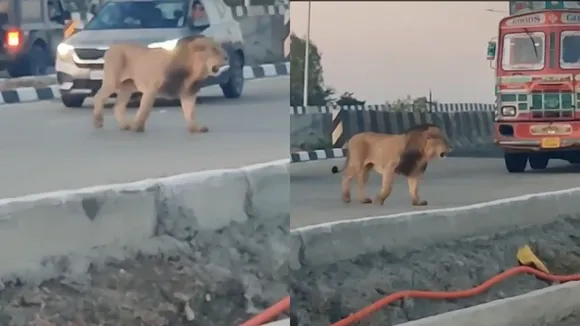 lion on road, lions on road, viral, viral videos,