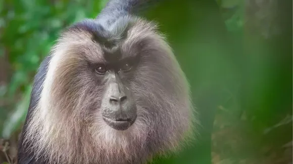 south India best hill station, yercaud travels plan