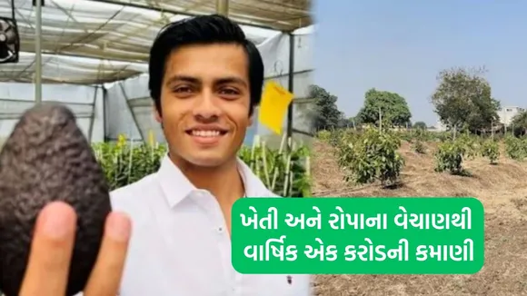 avocado farming in India, avocado farming, Farner News,