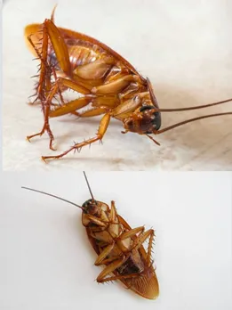 Home remedies, Cloves, Kerosin, how to get rid