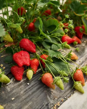 how to grow strawberries at home