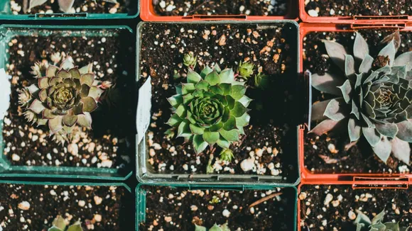 Laxmi Kamal Plants, Laxmi Kamal