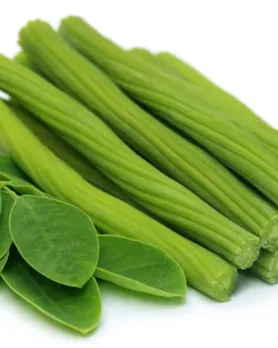 moringa drum stick